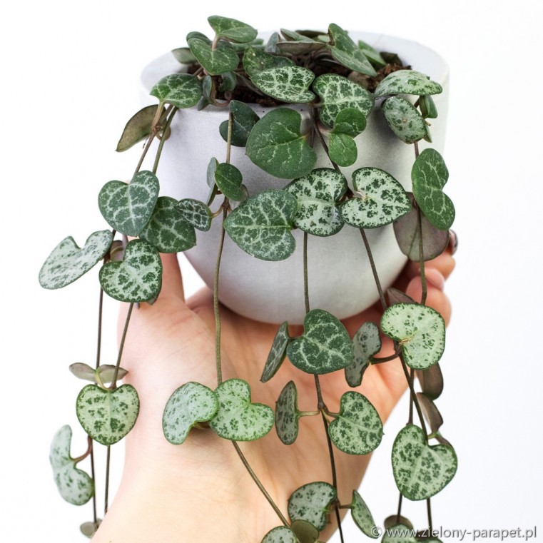 Ceropegia woodii